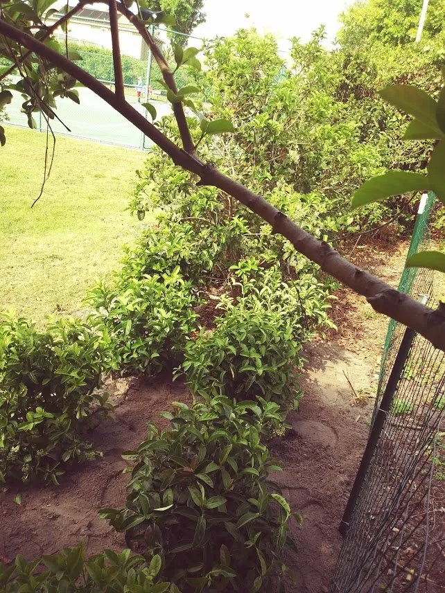 Custom landscape installation in Casselberry, FL by Always Green Always Growing