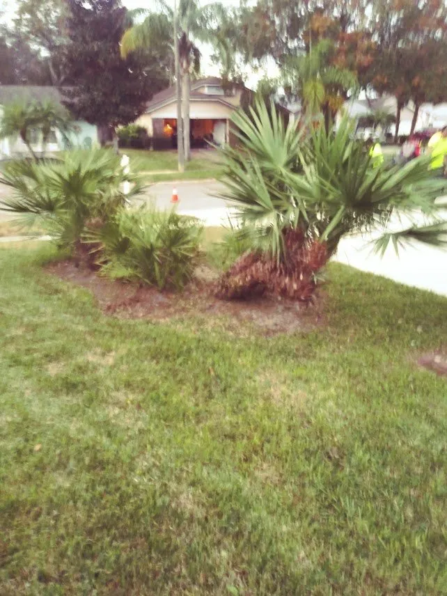 Local landscape design in Casselberry, FL - Always Green Always Growing