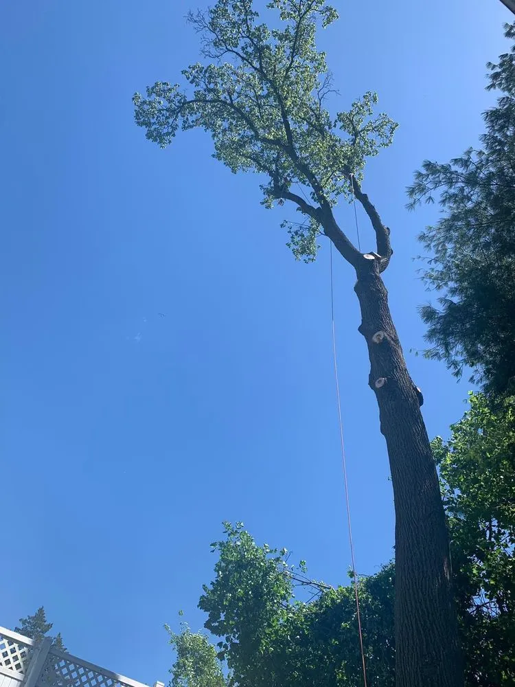 Affordable landscape design in Mount Kisco, NY by Always Green Landscaping