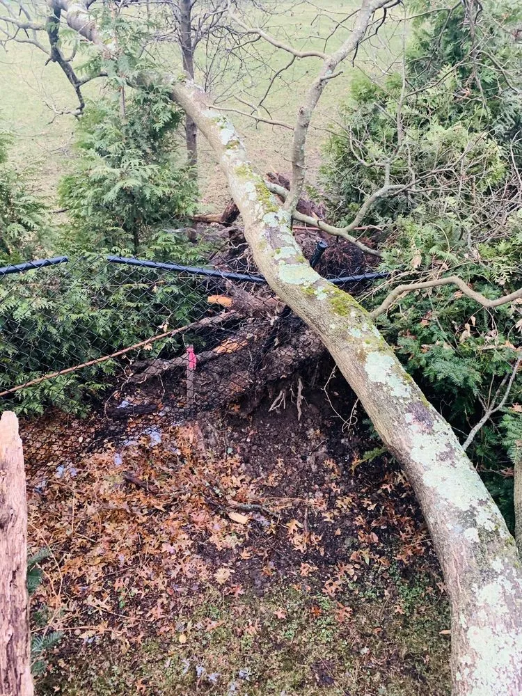 Expert landscaping services for residential properties across Mount Kisco, NY - Always Green Landscaping