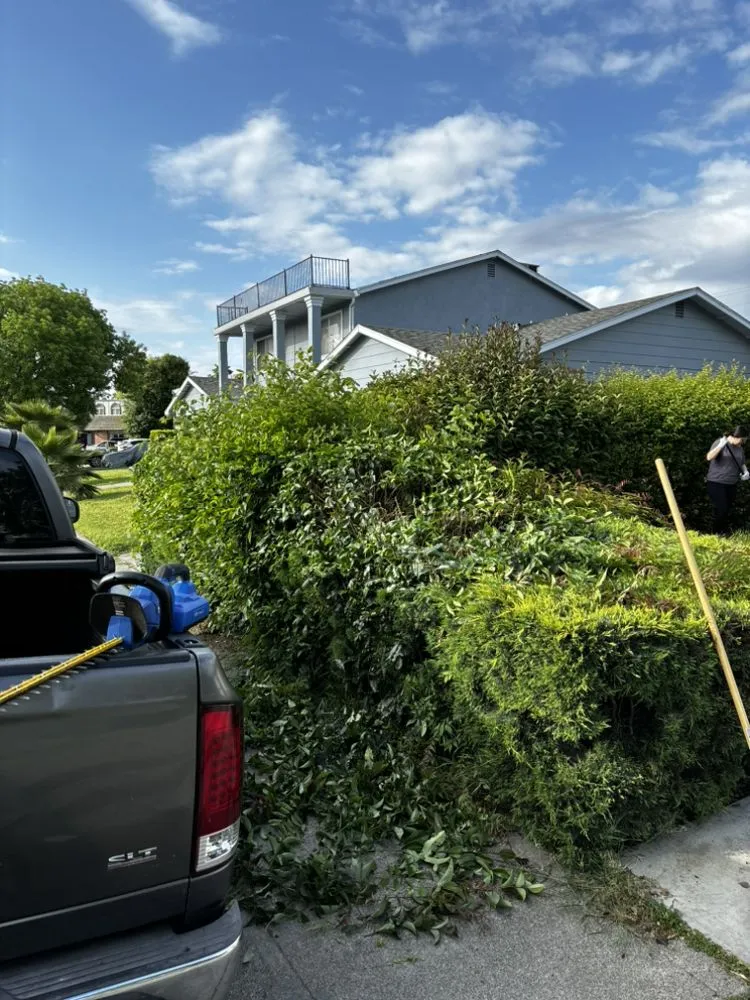 Affordable yard cleanup service for outdoor upgrades in Stockton, CA by Always green lawn care
