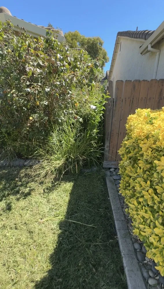 Top-rated lawn care service in Stockton, CA by Always green lawn care