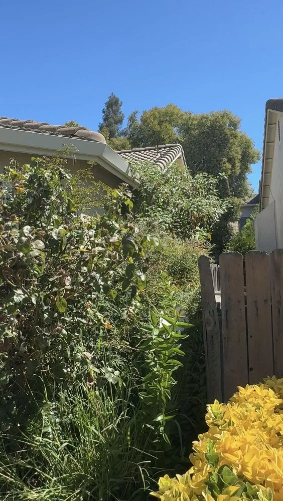 Expert landscape design in Stockton, CA - Always green lawn care