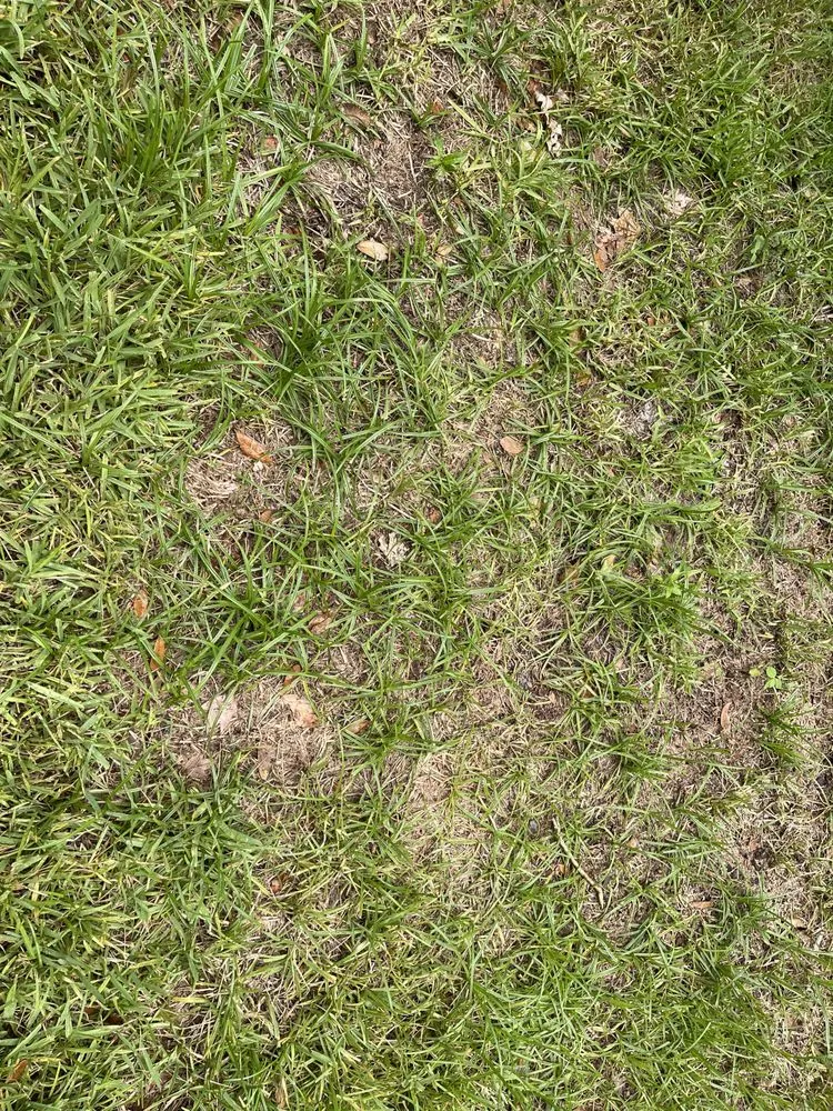 Top-rated yard cleanup service for residential properties across Oldsmar, FL - Always Green