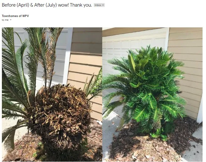 Local lawn care service with custom design across Oldsmar, FL - Always Green