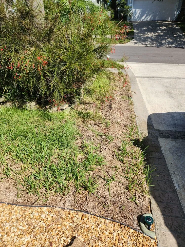 Trusted landscape design in Oldsmar, FL - Always Green