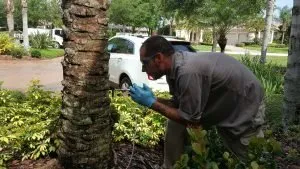 Affordable landscaping services in Oldsmar, FL by Always Green