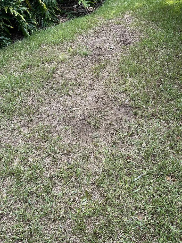 Local lawn care service in Oldsmar, FL - Always Green