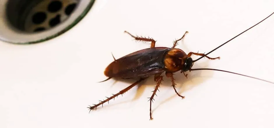 Affordable garden landscaping near you across Oldsmar, FL - Always Green