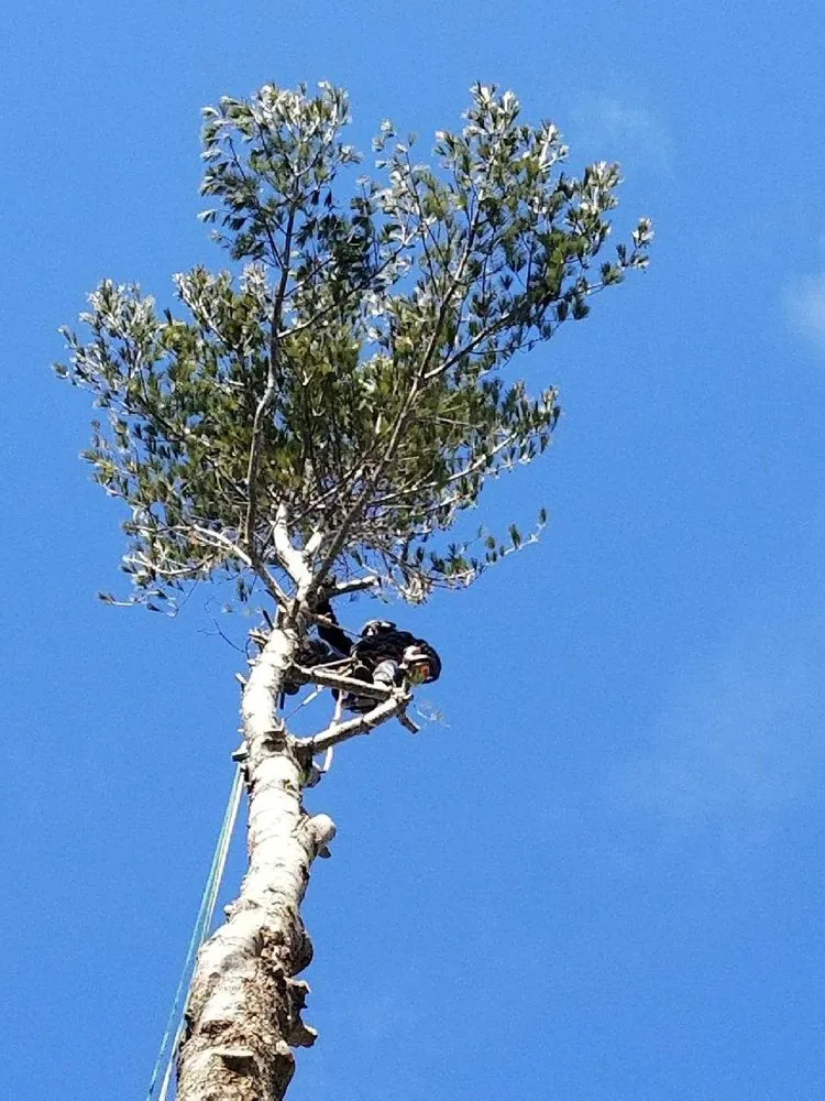 Top-rated lawn care service for outdoor upgrades across Biddeford, ME - Always Green Tree Lawn and Landscape