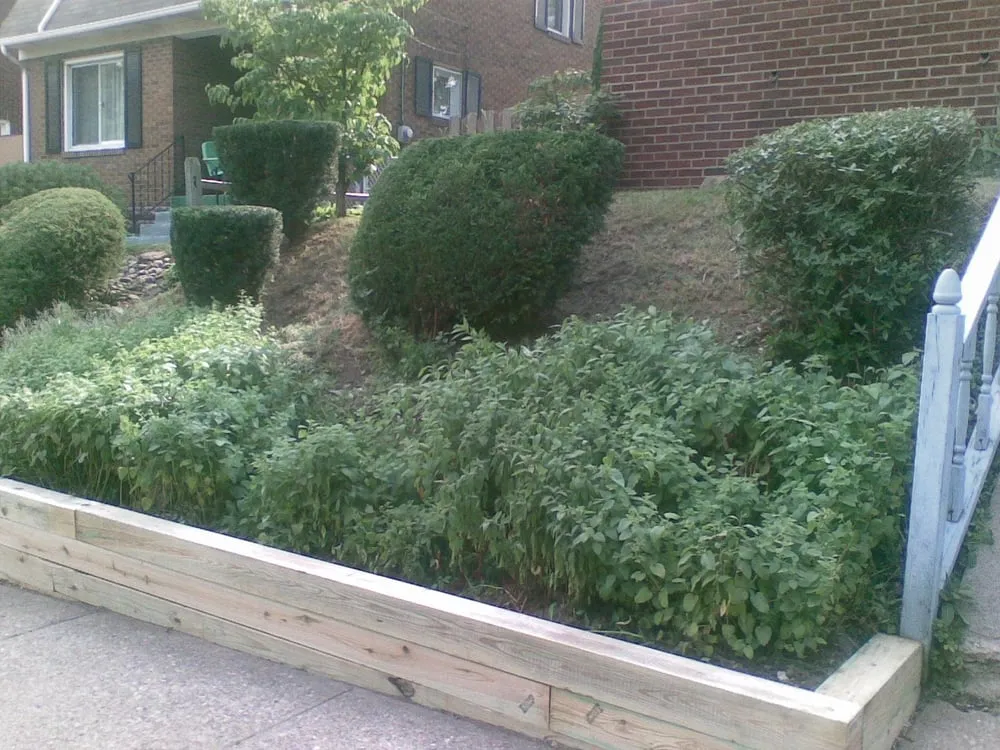 Expert yard cleanup service experts serving Pittsburgh, PA - Always Greener