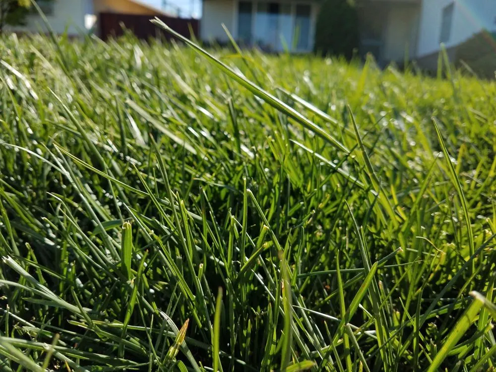 Custom garden landscaping for outdoor upgrades across San Mateo, CA - Always Keep It Green