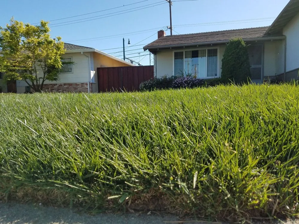 Reliable lawn care service for residential properties across San Mateo, CA - Always Keep It Green