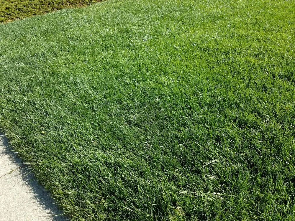 Trusted residential landscaping in San Mateo, CA by Always Keep It Green