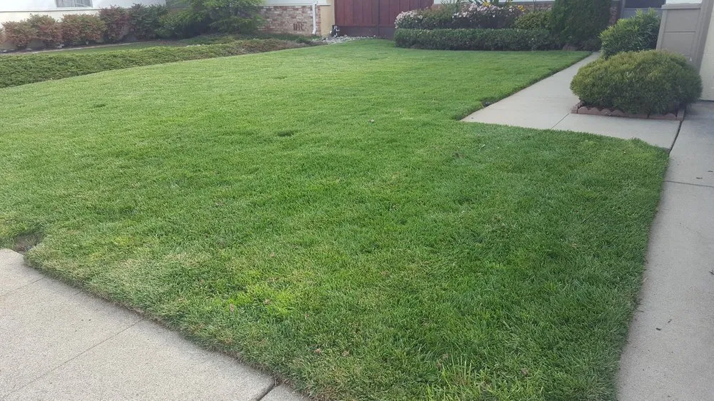 Expert landscape installation for year-round maintenance in San Mateo, CA by Always Keep It Green
