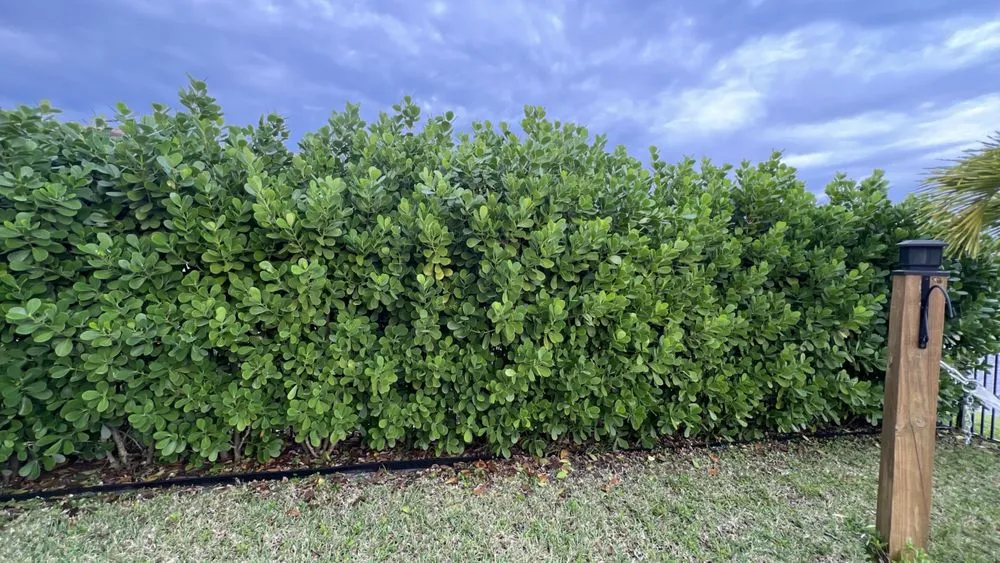 Top-rated landscape design in Pompano Beach, FL - Always Right Lawn Care