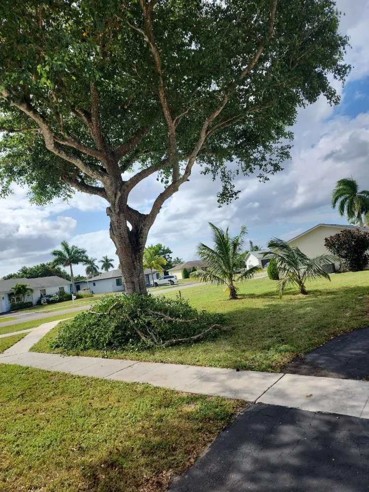 Trusted yard cleanup service for beautiful yards in Pompano Beach, FL by Always Right Lawn Care