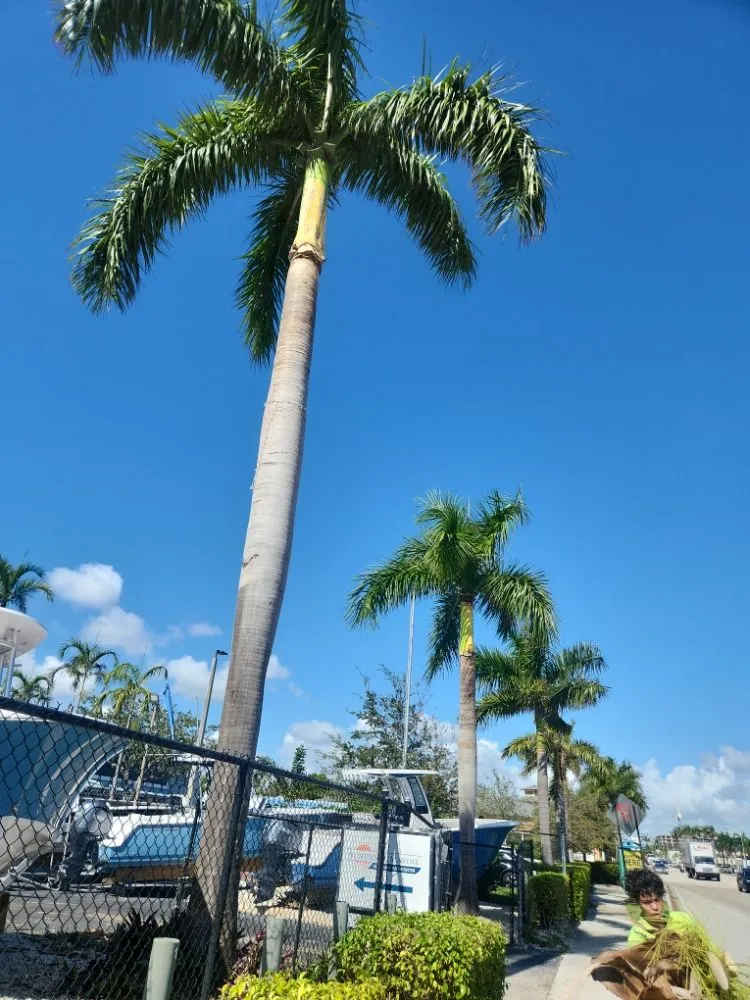 Expert residential landscaping experts serving Pompano Beach, FL - Always Right Lawn Care