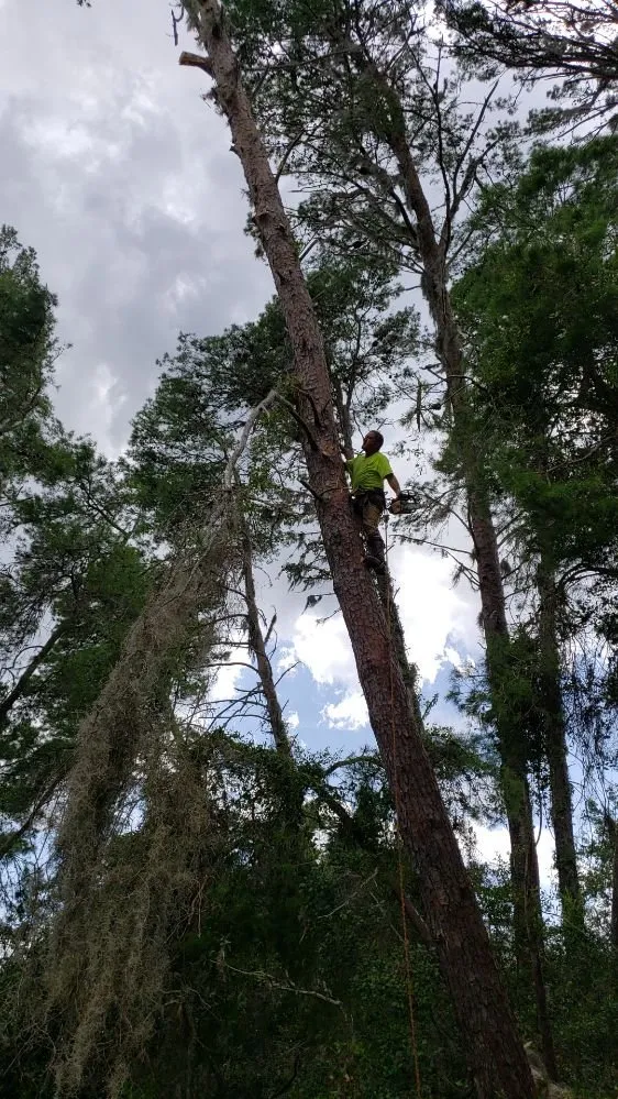 Top-rated residential landscaping in New Port Richey, FL by Always There Lawn Care