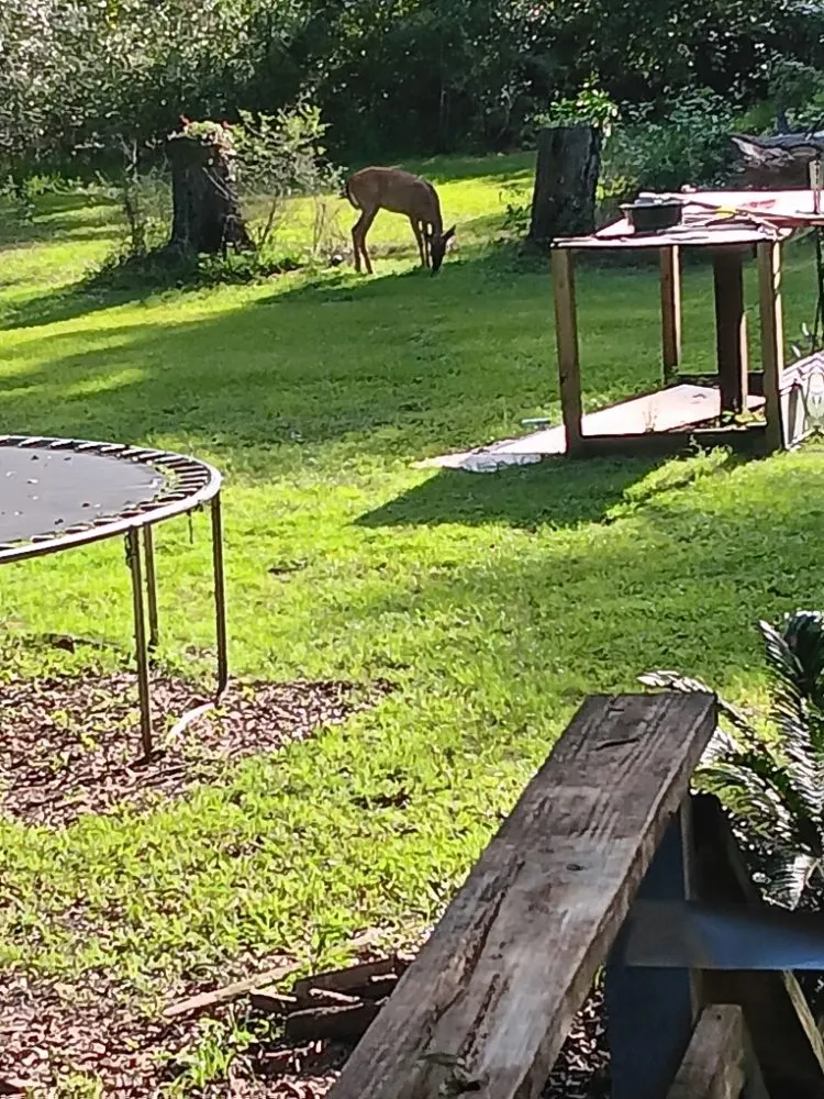 Affordable lawn mowing service in Crawfordville, FL by Always True Landscaping and Horticulture Specialists