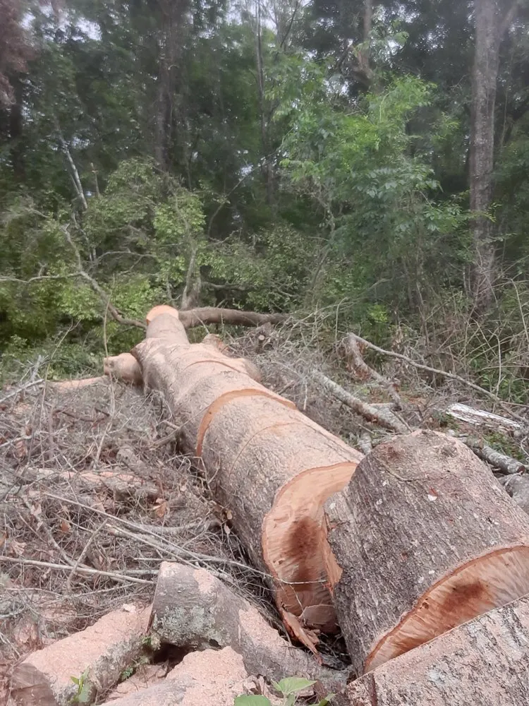 Top-rated outdoor landscaping near you in Crawfordville, FL by Always True Landscaping and Horticulture Specialists