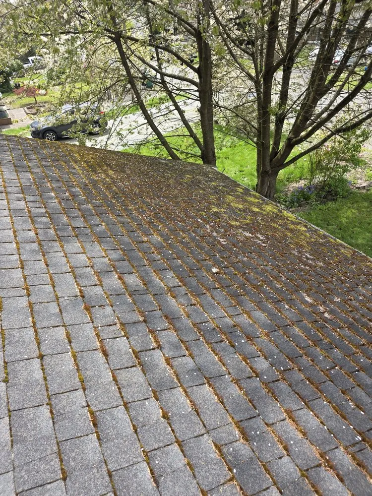 Professional yard cleanup service in Mountlake Terrace, WA - Alwright Logistics