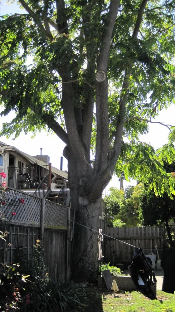 Trusted landscape installation experts serving San Jose, CA - Aly's Tree Trimming & Yard Clean-Up