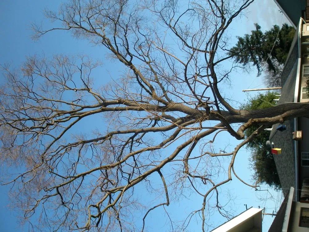 Expert lawn care service near you in San Jose, CA by Aly's Tree Trimming & Yard Clean-Up