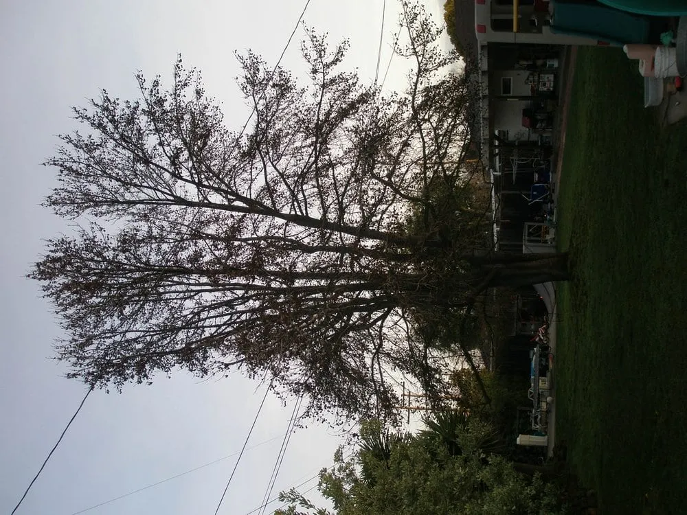 Expert lawn mowing service with custom design in San Jose, CA by Aly's Tree Trimming & Yard Clean-Up