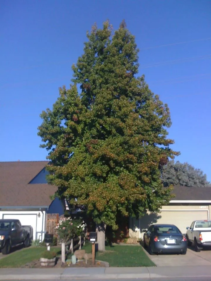 Custom yard cleanup service in San Jose, CA - Aly's Tree Trimming & Yard Clean-Up