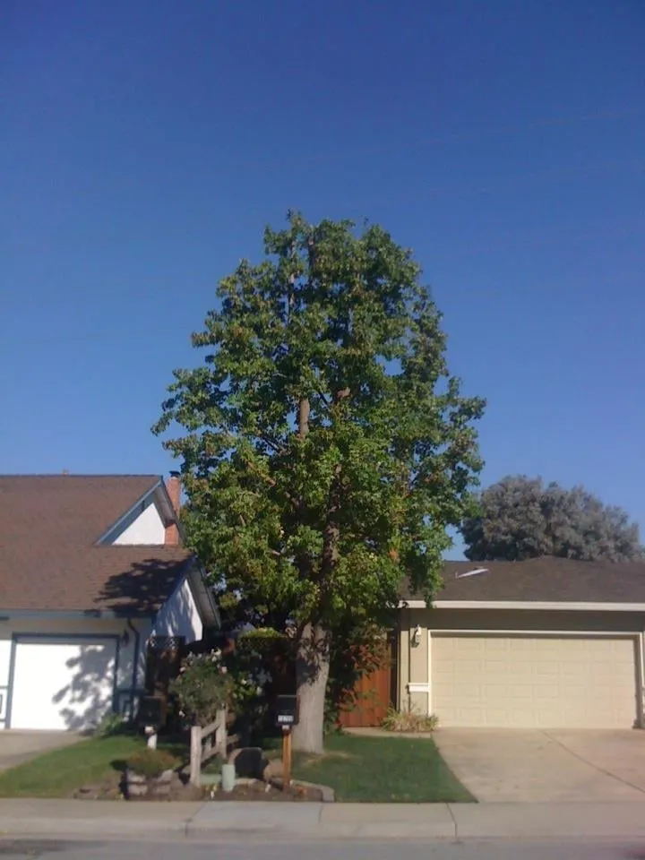 Professional yard cleanup service experts serving San Jose, CA - Aly's Tree Trimming & Yard Clean-Up