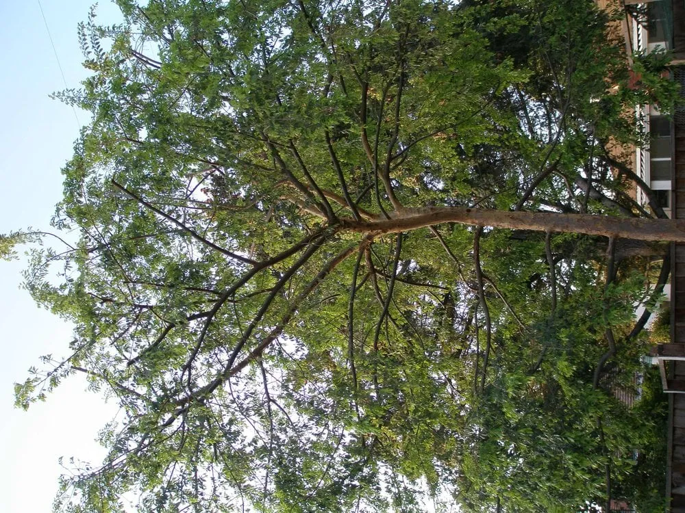 Expert landscape design for homes across San Jose, CA - Aly's Tree Trimming & Yard Clean-Up