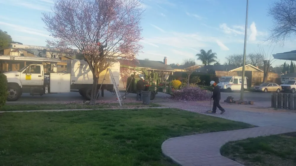 Professional outdoor landscaping experts serving San Jose, CA - Aly's Tree Trimming & Yard Clean-Up
