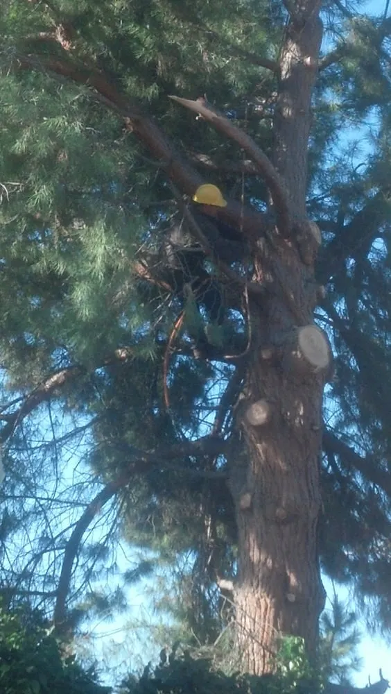 Professional outdoor landscaping in San Jose, CA - Aly's Tree Trimming & Yard Clean-Up