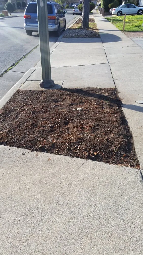 Custom lawn care service near you across San Jose, CA - Aly's Tree Trimming & Yard Clean-Up