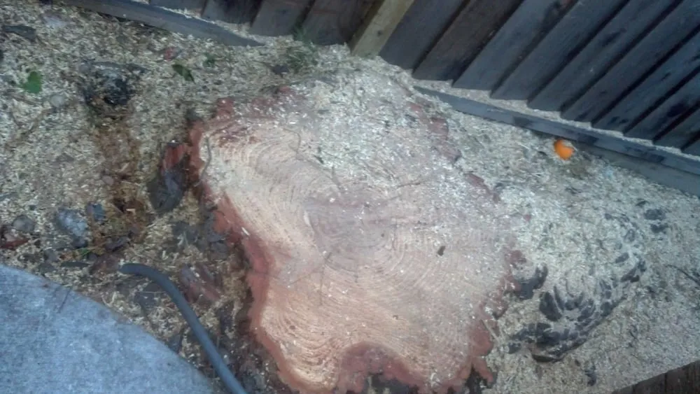 Reliable landscaping services in San Jose, CA - Aly's Tree Trimming & Yard Clean-Up