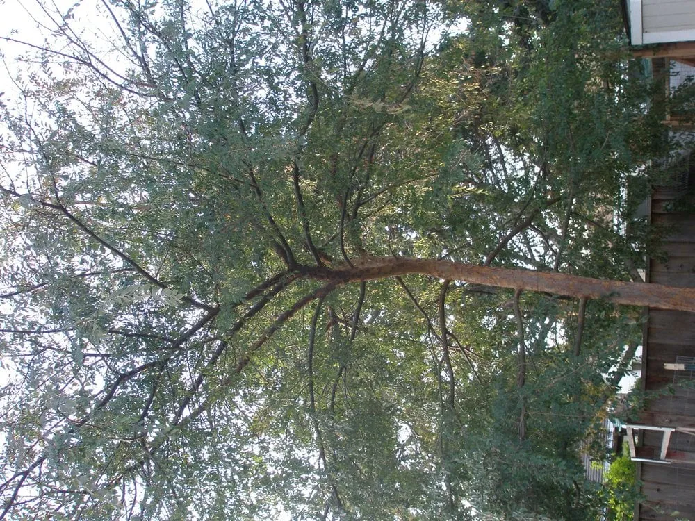 Top-rated landscaping services for beautiful yards in San Jose, CA by Aly's Tree Trimming & Yard Clean-Up