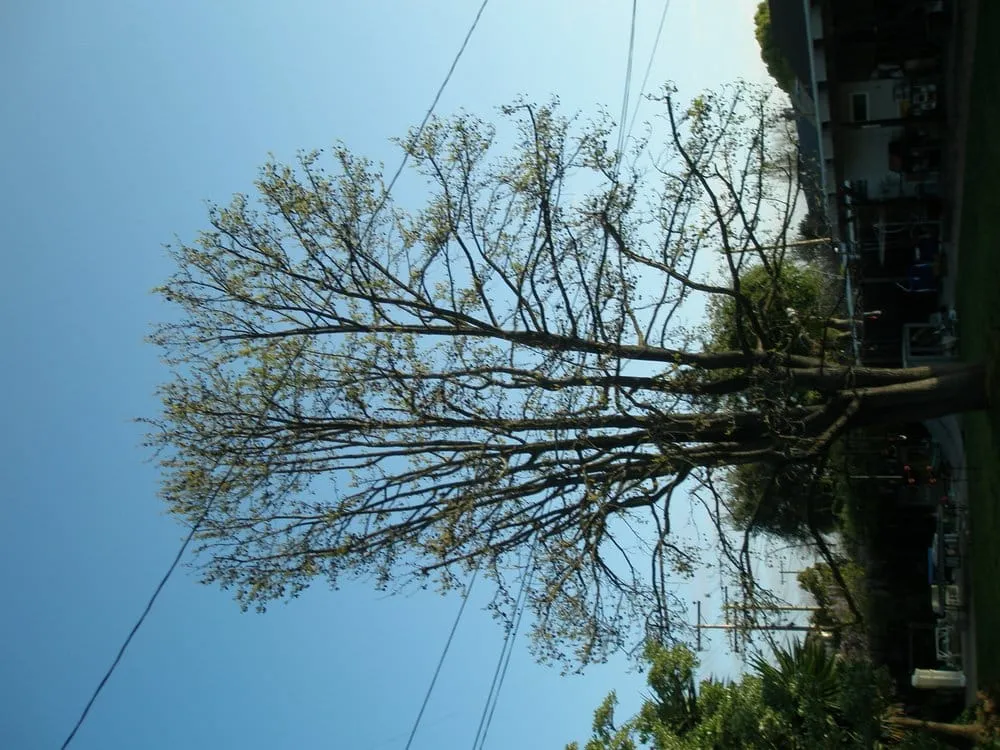 Custom landscape design for outdoor upgrades in San Jose, CA by Aly's Tree Trimming & Yard Clean-Up