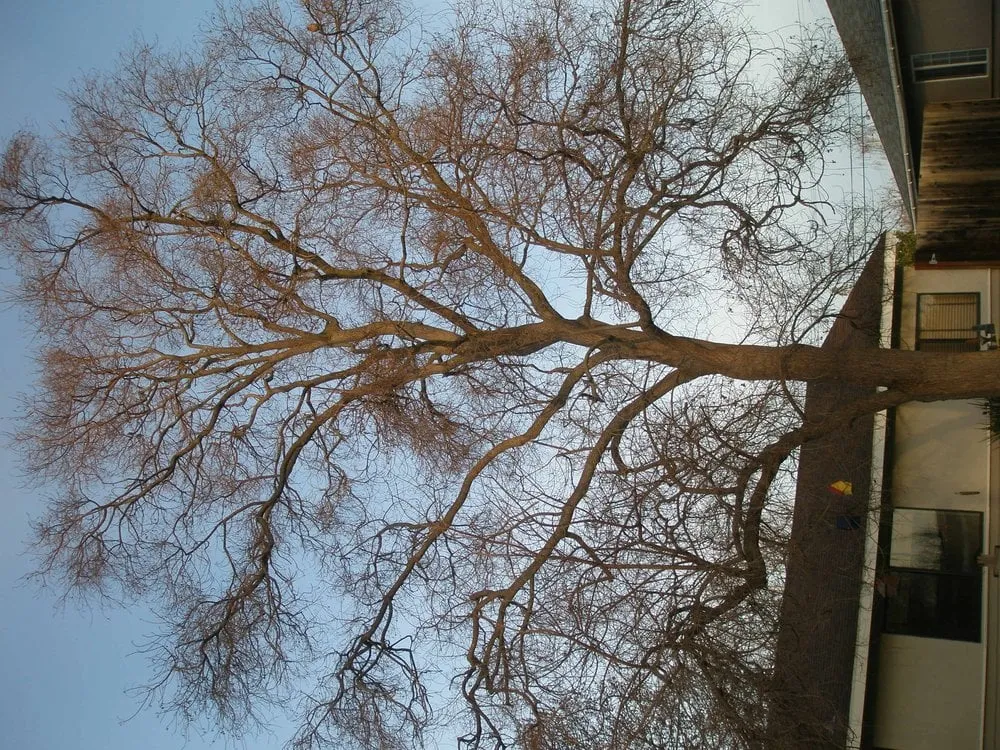 Affordable yard maintenance in San Jose, CA by Aly's Tree Trimming & Yard Clean-Up