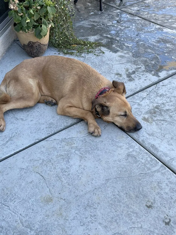 Expert landscaping services experts serving Corona, CA - AM Custom Concrete & Design