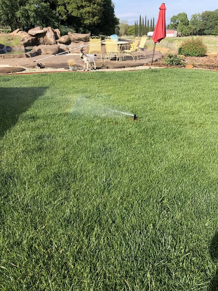 Affordable residential landscaping in Placerville, CA by A&M Gardening