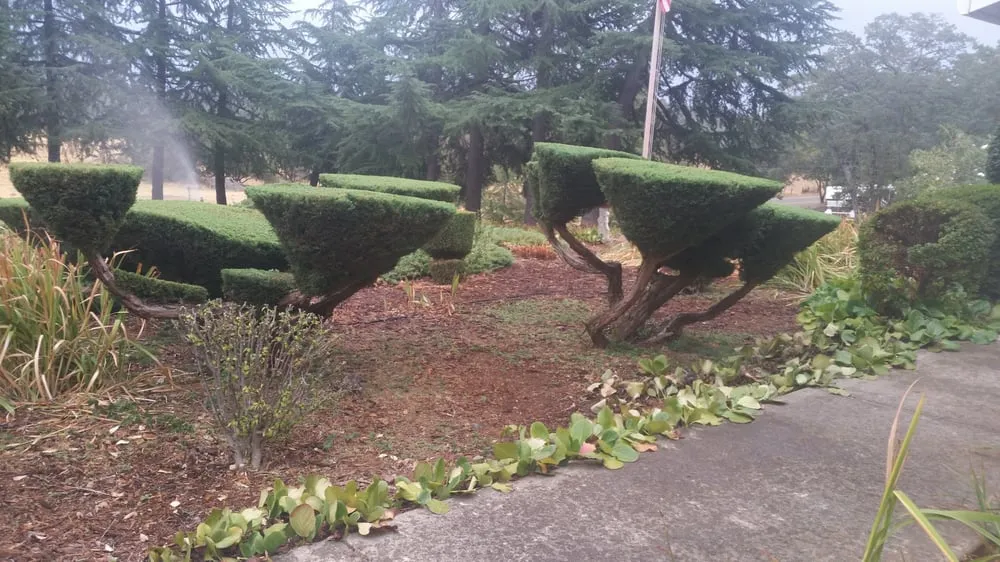 Trusted lawn care service with custom design in Placerville, CA by A&M Gardening