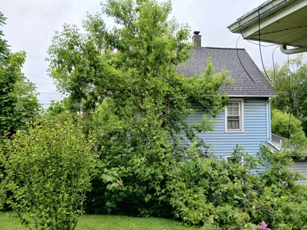 Top-rated garden landscaping near you in Binghamton, NY by AM Gutters And Landscaping