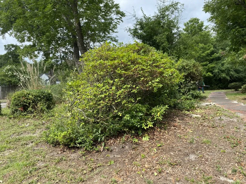 Expert lawn care service experts serving Burgaw, NC - A&M landscape Services