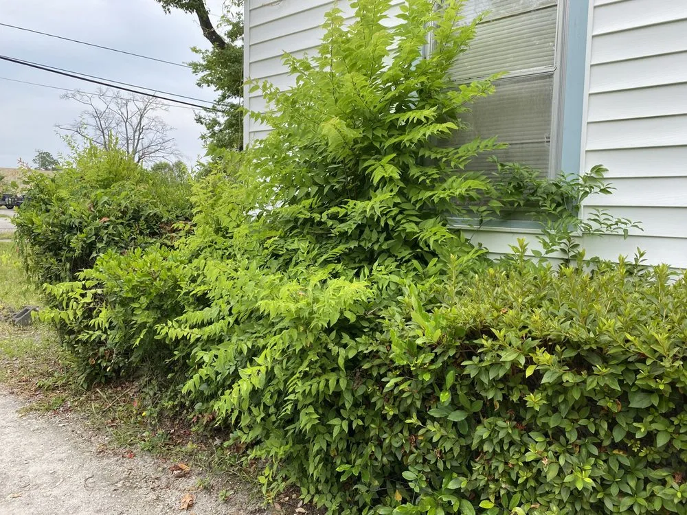 Custom lawn mowing service experts serving Burgaw, NC - A&M landscape Services