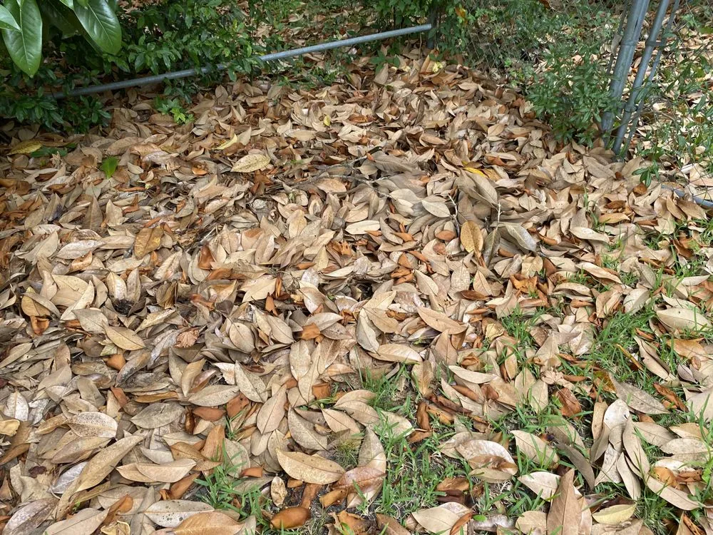 Top-rated lawn mowing service for outdoor upgrades in Burgaw, NC by A&M landscape Services