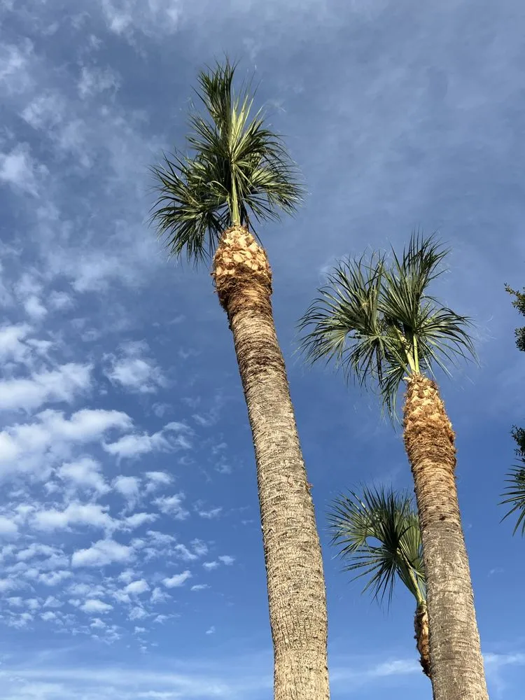 Professional landscaping services in Lake Worth Beach, FL - AM Landscaping