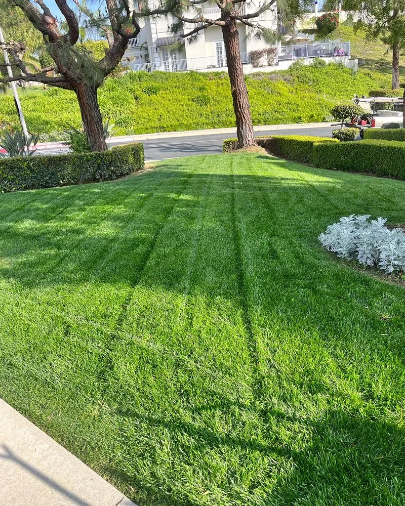 Professional yard maintenance experts serving Whittier, CA - A.M Landscaping