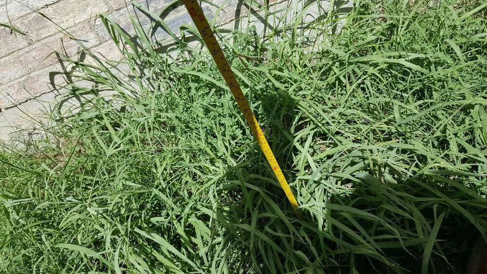 Expert landscaping services in Denton, TX - AM Lawn Care