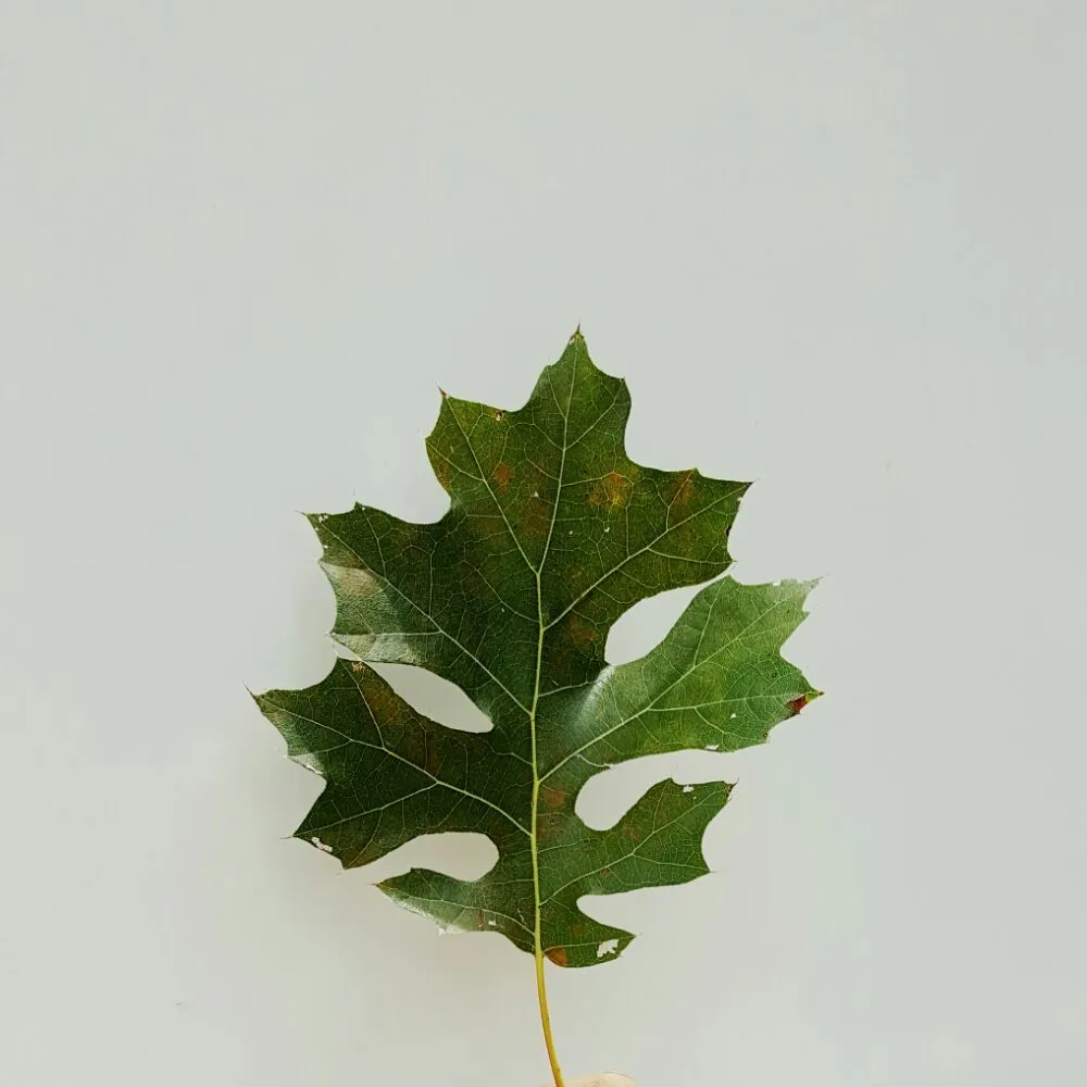 Affordable residential landscaping experts serving Denton, TX - AM Lawn Care